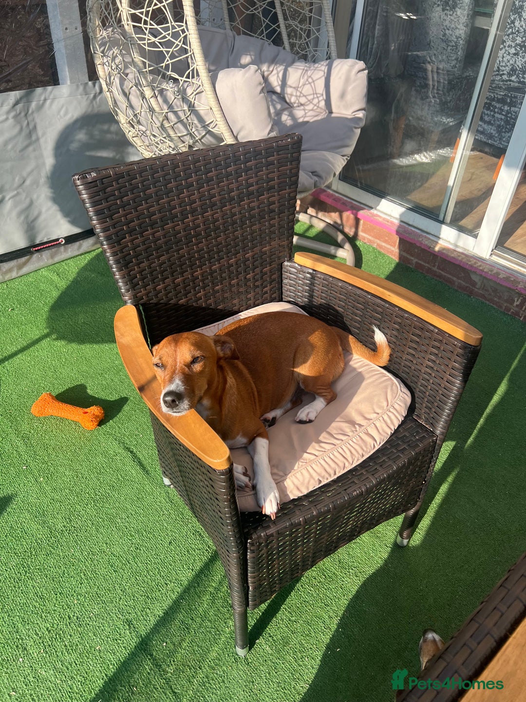 Jack Russell dogs for sale: 6 Jack Russell Puppies  - Image 3