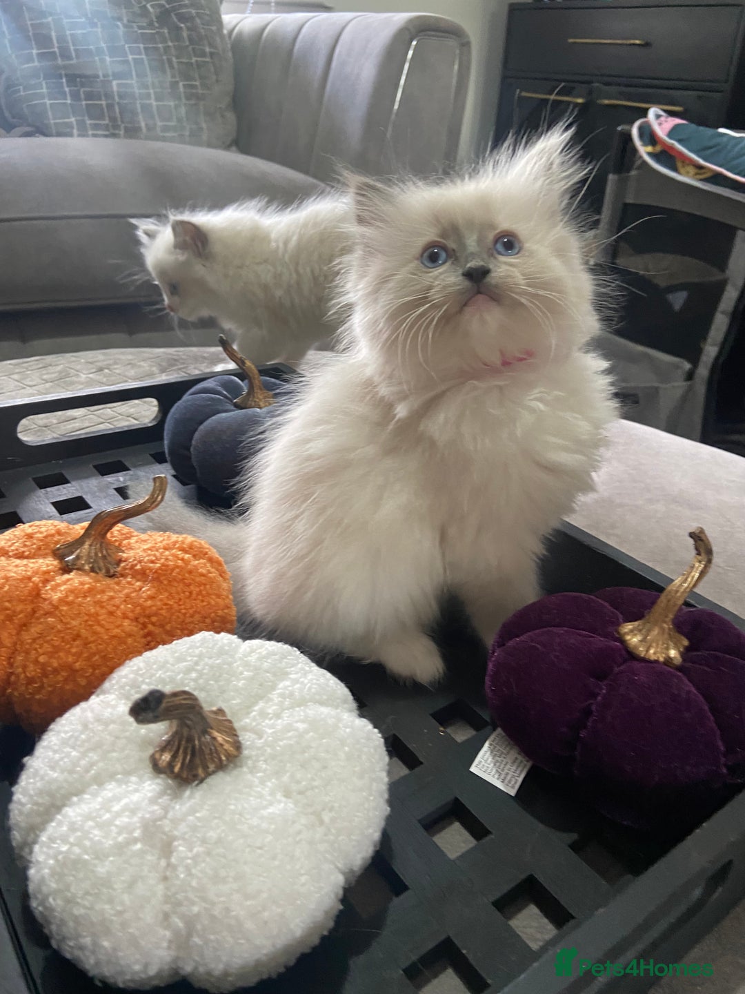 Ragdoll cats for sale: Baby Ragdolls  - Image 4