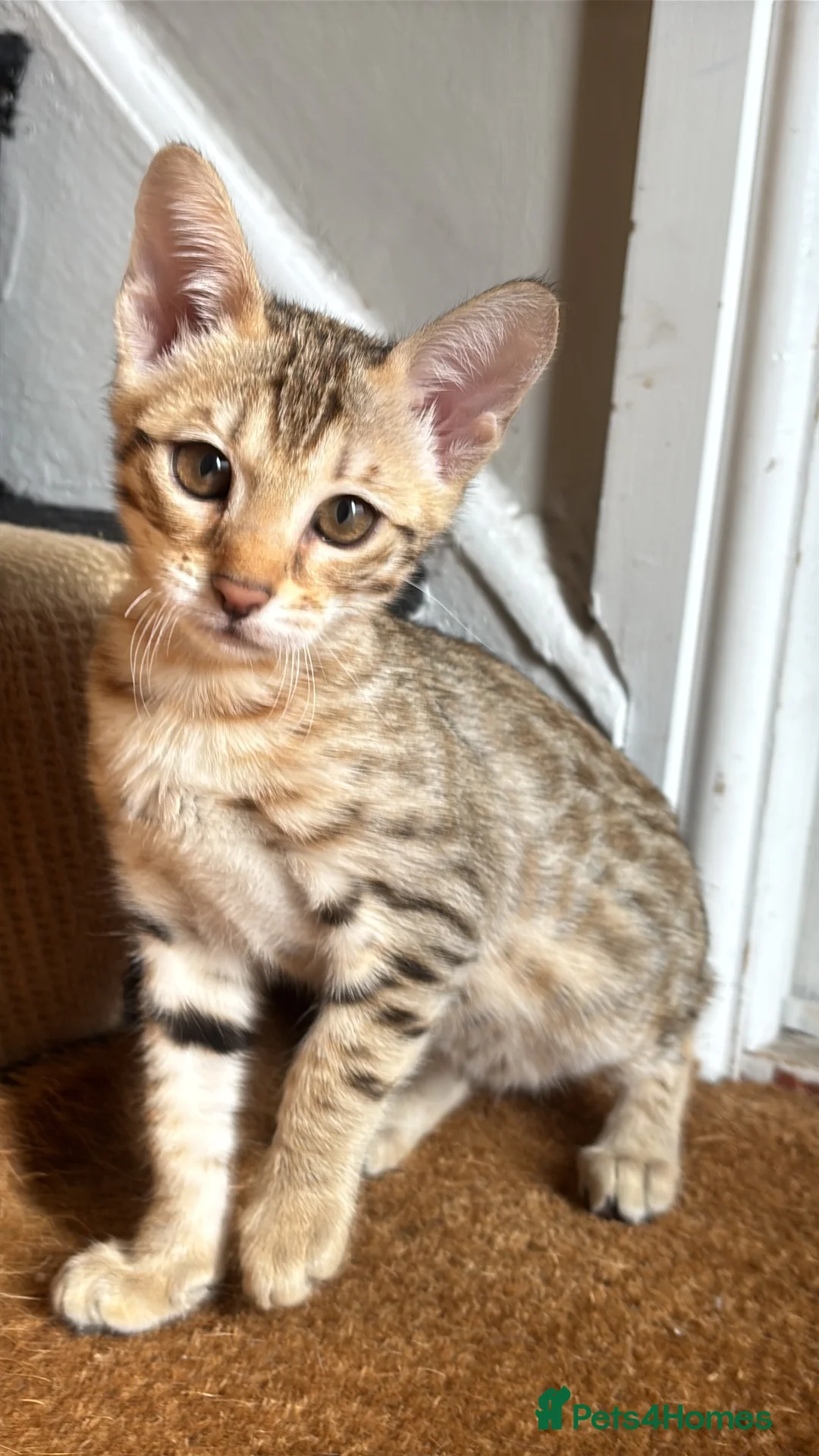 Savannah cats for sale: Savannah and Bengal hybrid kittens  - Advert 2