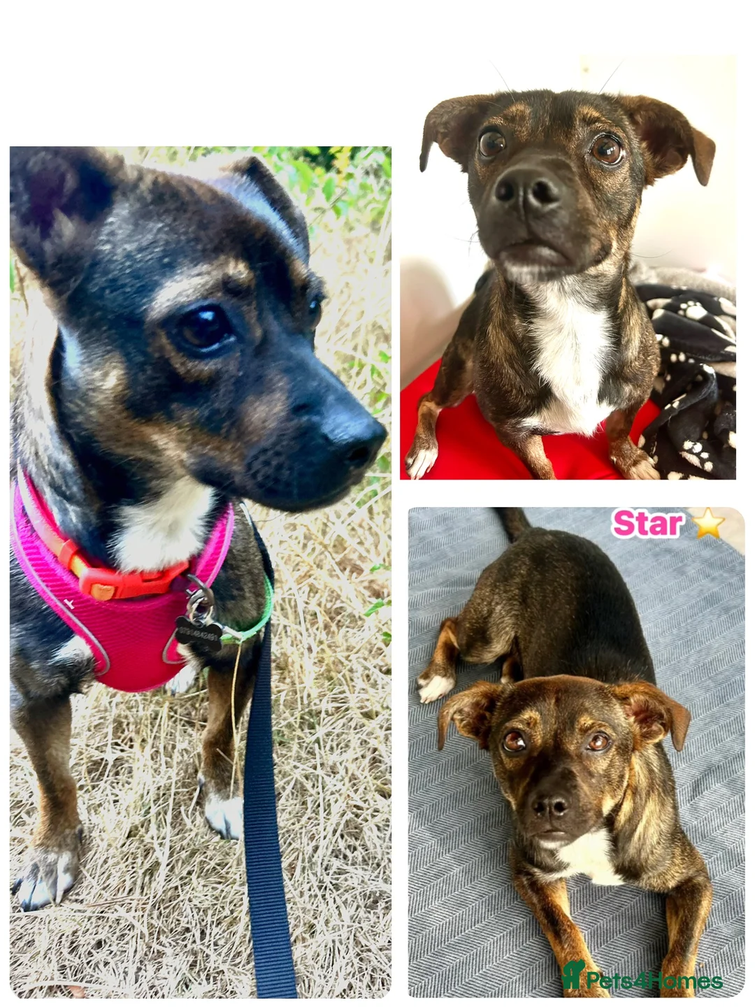 Mixed Breed dogs for adoption: Star 18mths for adoption in Fareham - Advert 2