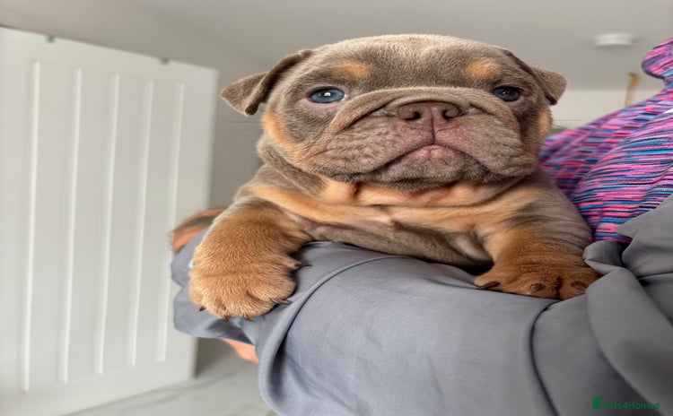 English Bulldog dogs - Advert 6