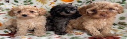 Cavapoo dogs for sale: F1b cavapoo babies - Advert 7