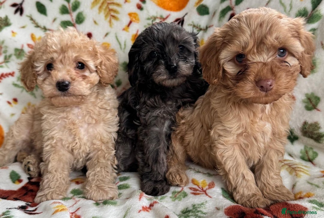 Cavapoo dogs for sale: F1b cavapoo babies - Advert 7