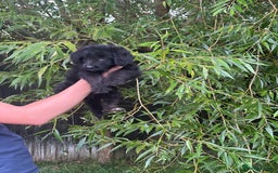 Bordoodle dogs for sale: Collie poodle ready now  - Image 2