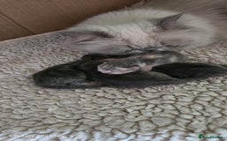 Persian cats for sale: 4 Persian Kittens - Image 6