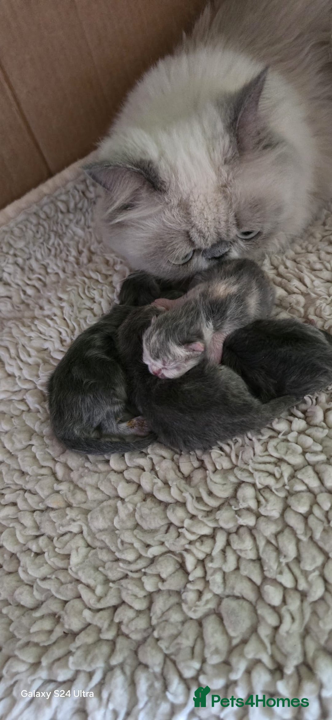 Persian cats for sale: 4 Persian Kittens - Image 6