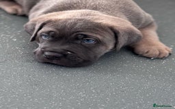 Cane Corso dogs for sale: Cane Corso puppies - Image 4