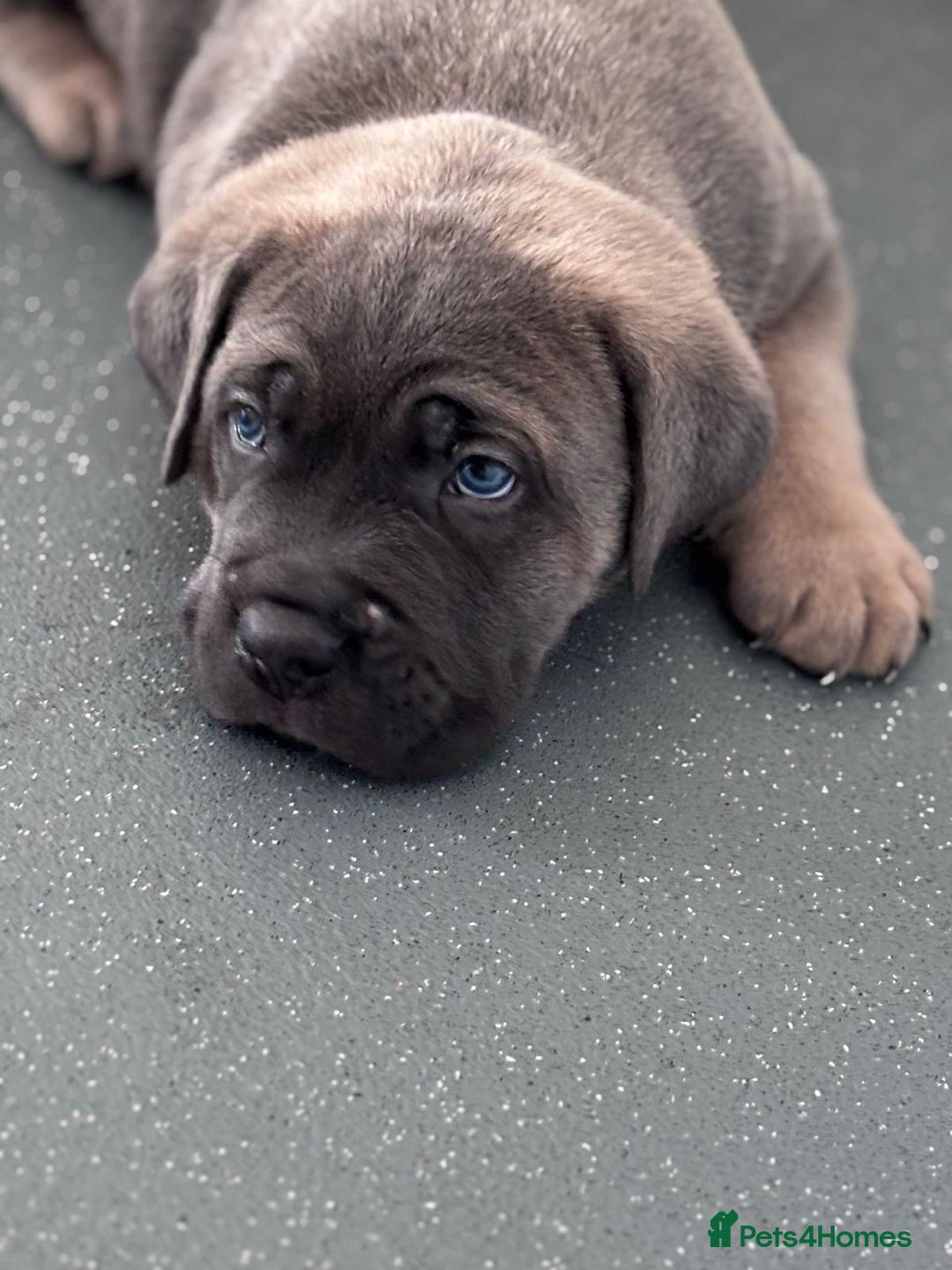 Cane Corso dogs for sale: Cane Corso puppies - Image 4