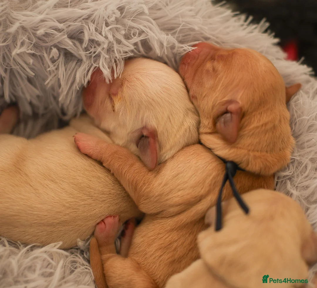 Golden Retriever dogs for sale: Golden Retriever / Goldardor Puppies - Advert 16