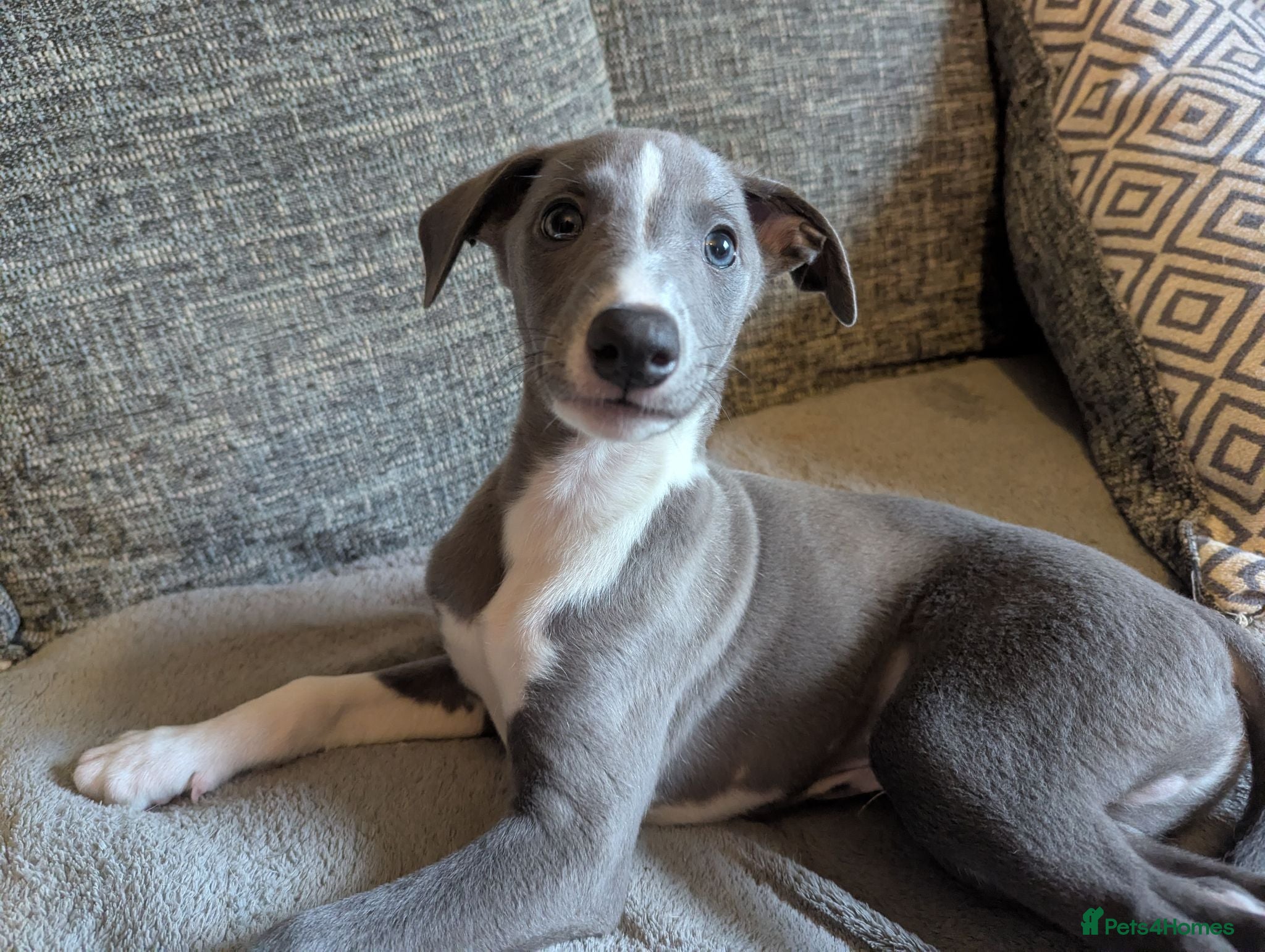 Whippet dogs Beautiful friendly blue and white male - Advert 4