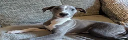 Whippet dogs for sale: Beautiful friendly blue and white male - Advert 1