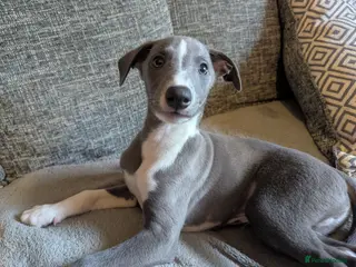Whippet dogs Beautiful friendly blue and white male - Advert 4