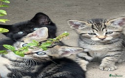 Domestic Shorthair cats for sale: 🐾 Kittens Looking for Loving Homes 🐾 - Image 6