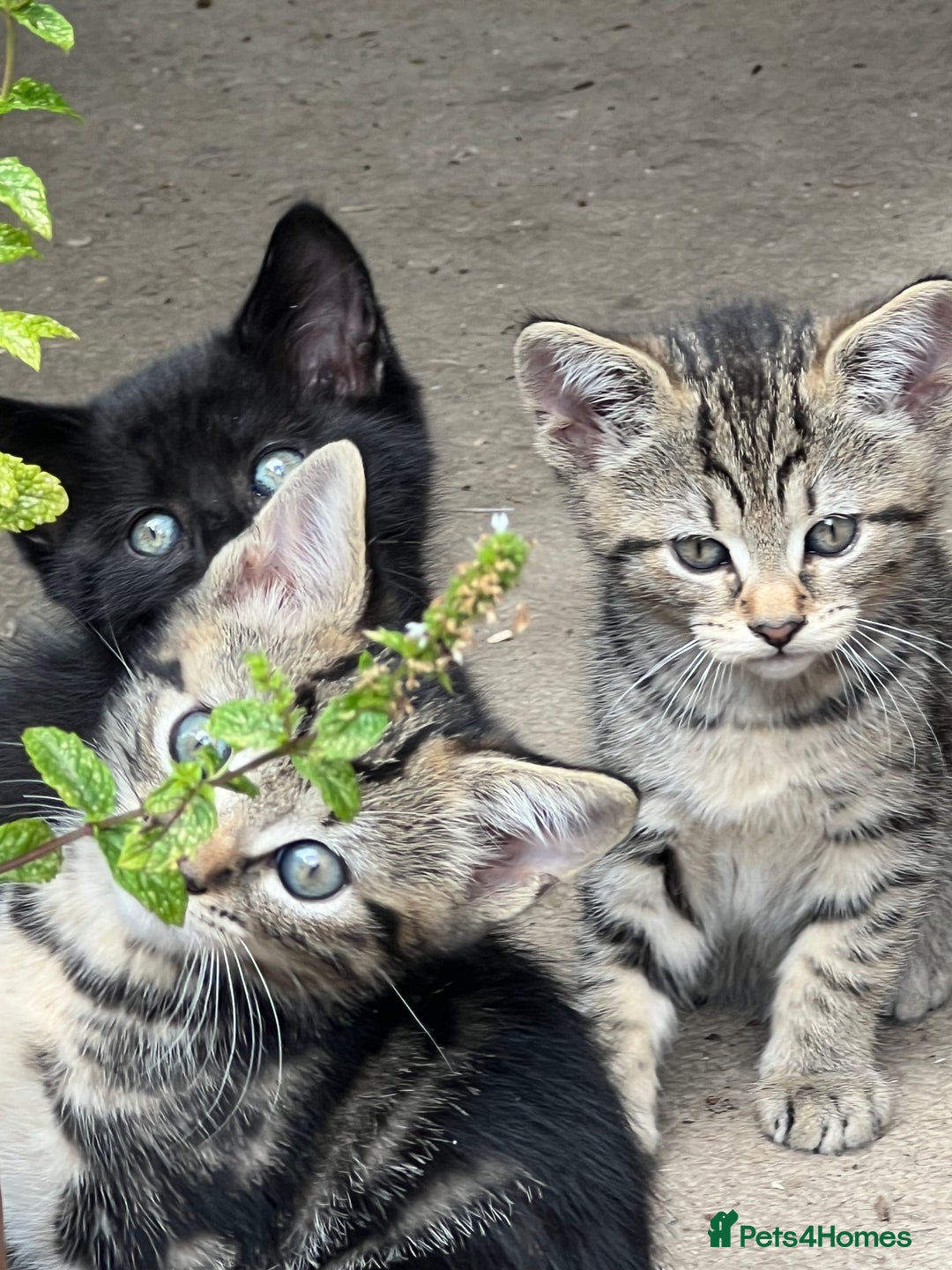 Domestic Shorthair cats for sale: 🐾 Kittens Looking for Loving Homes 🐾 - Image 6