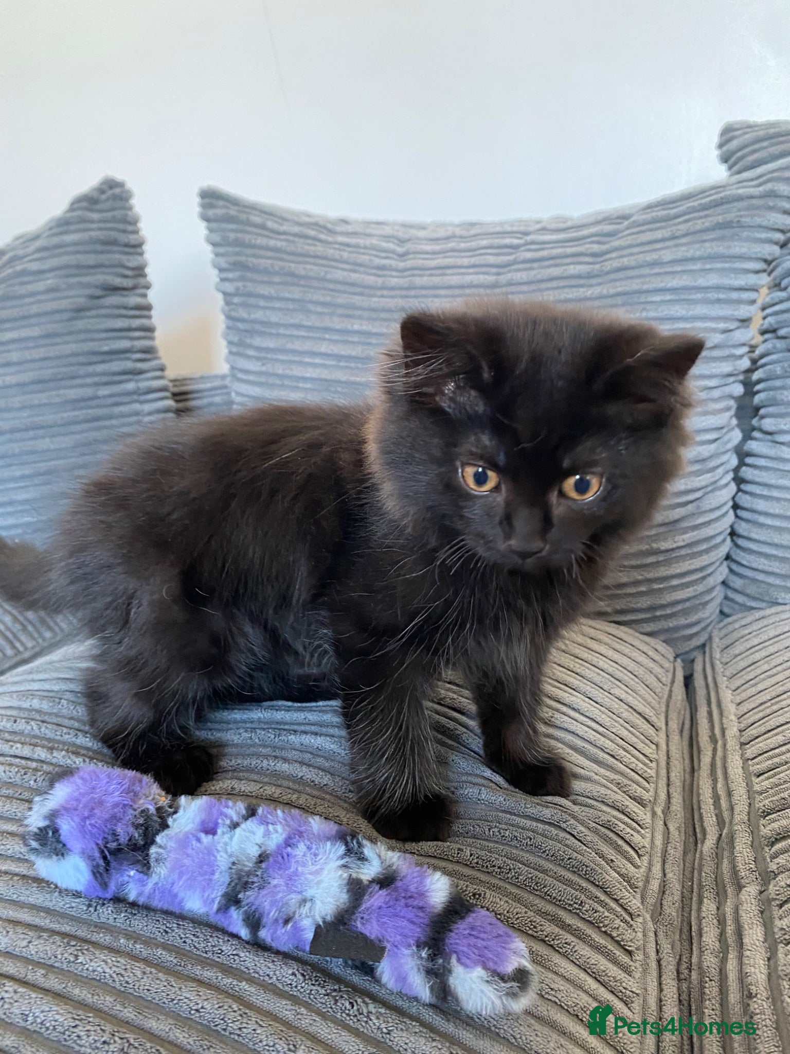 Mixed Breed cats Teddy bear  - Advert 2