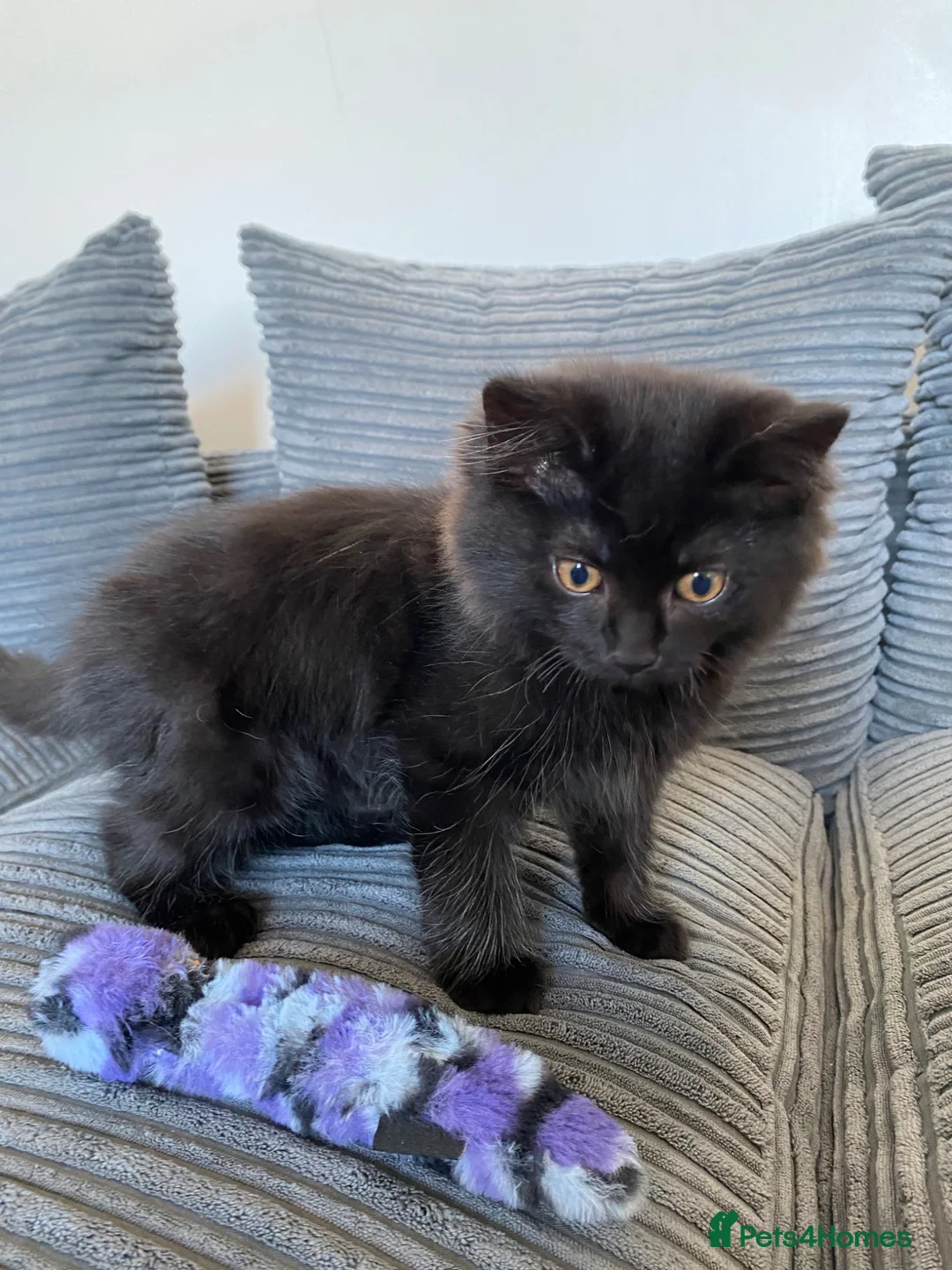 Mixed Breed cats for sale: Teddy bear  - Advert 1