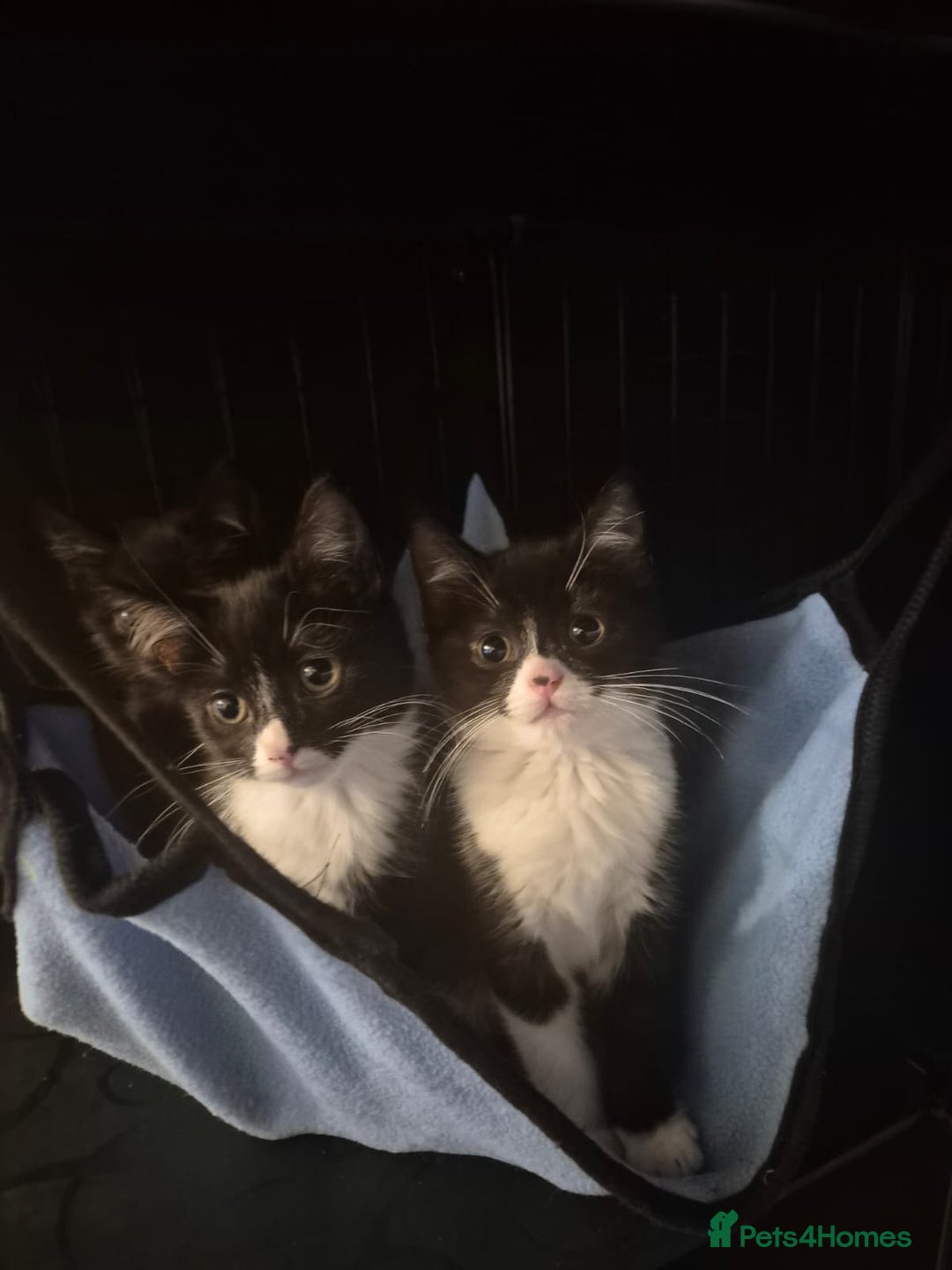 Mixed Breed cats for sale: Adorable kittens - Advert 4