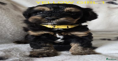 Tibetan Terrier dogs - Advert 1