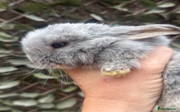 Mini Lop rabbits for sale: Stunning pure bred mini lop babies  - Image 2