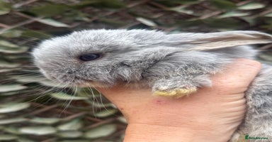 Mini Lop rabbits - Advert 12