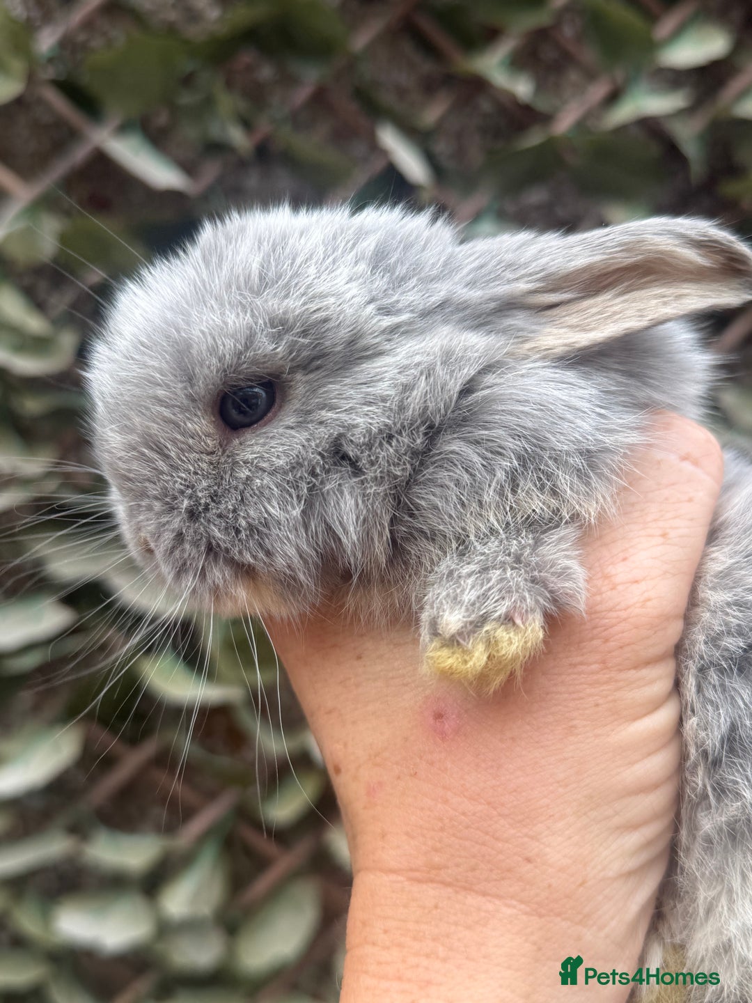 Mini Lop rabbits for sale: Stunning pure bred mini lop babies  - Image 2