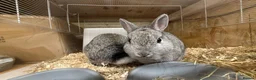 Netherland Dwarf rabbits for sale: 🐰 Chinchilla Netherland Dwarf Baby Boy - Advert 4