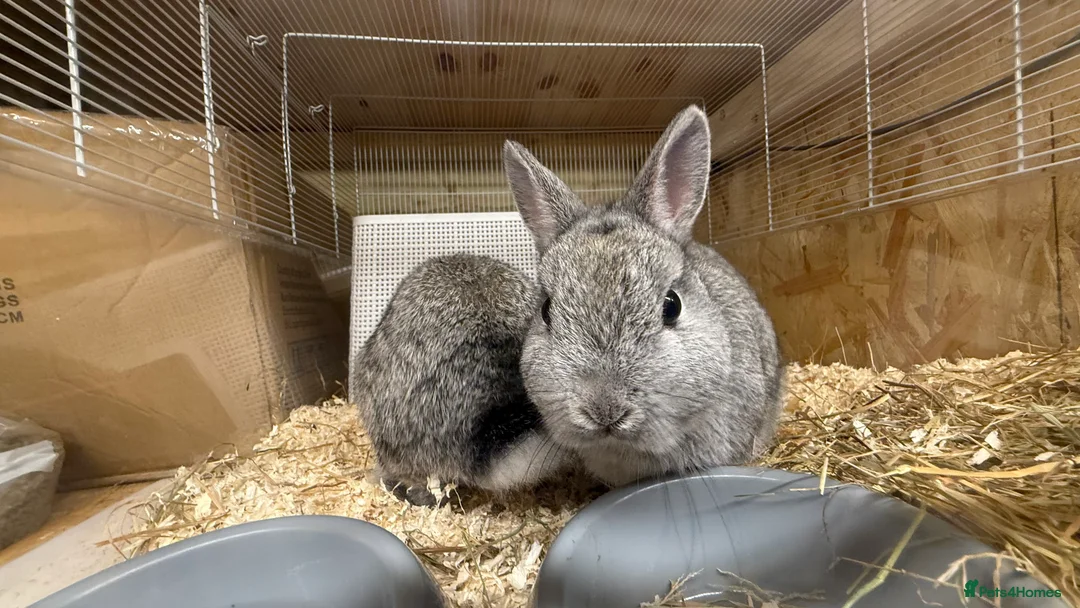 Netherland Dwarf rabbits for sale: 🐰 Chinchilla Netherland Dwarf Baby Boy - Advert 4