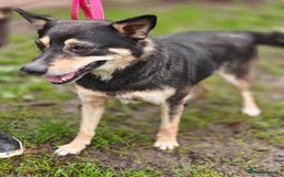 Mixed Breed dogs for adoption: 💖🐶 MARGOSHA 🐶💖 - Image 8