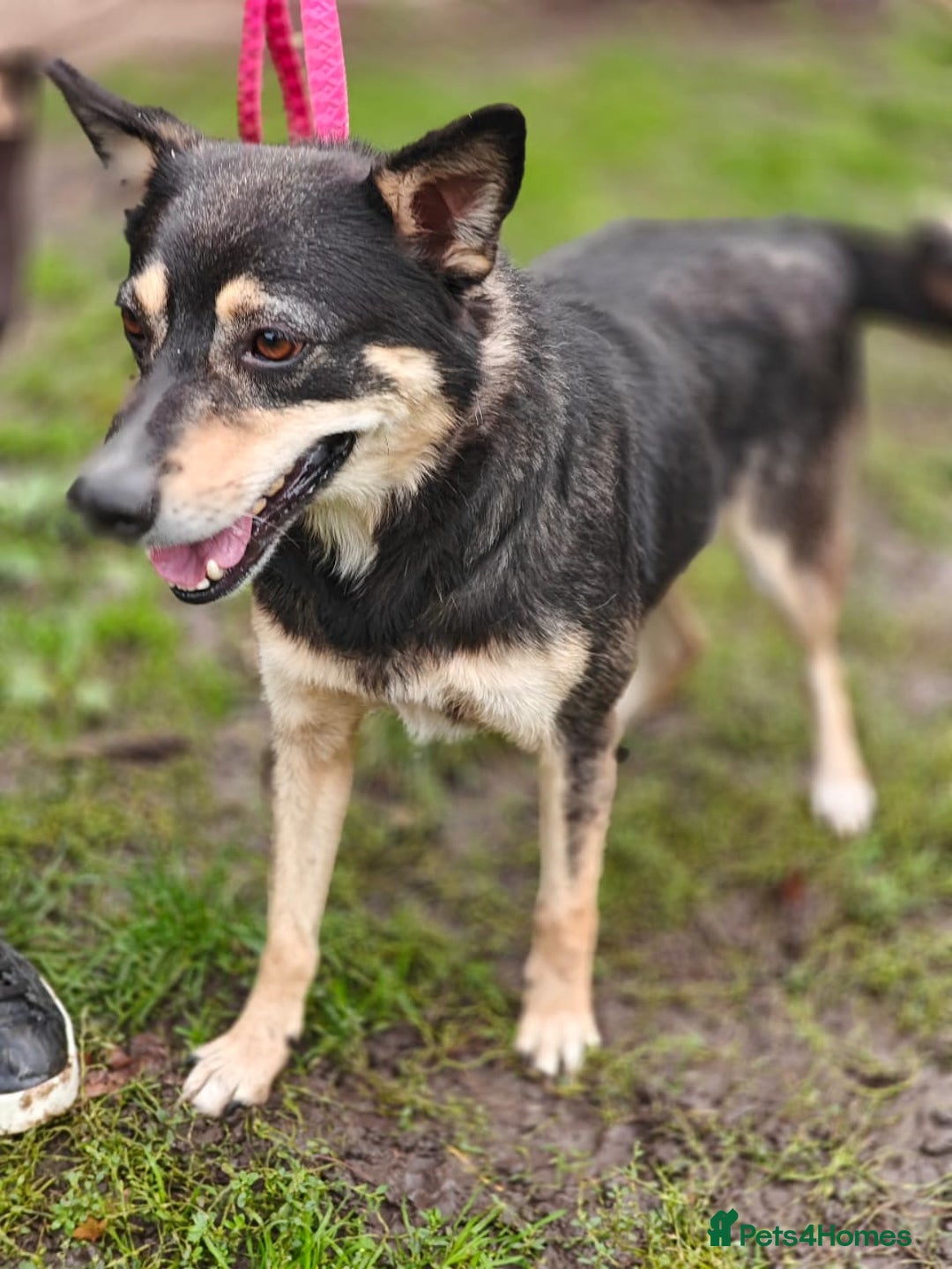 Mixed Breed dogs for adoption: 💖🐶 MARGOSHA 🐶💖 - Image 8