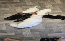 British Longhair cats for sale: British - Image 5