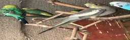 Cockatiels birds for sale: Cockateils  in Leicester - Advert 7