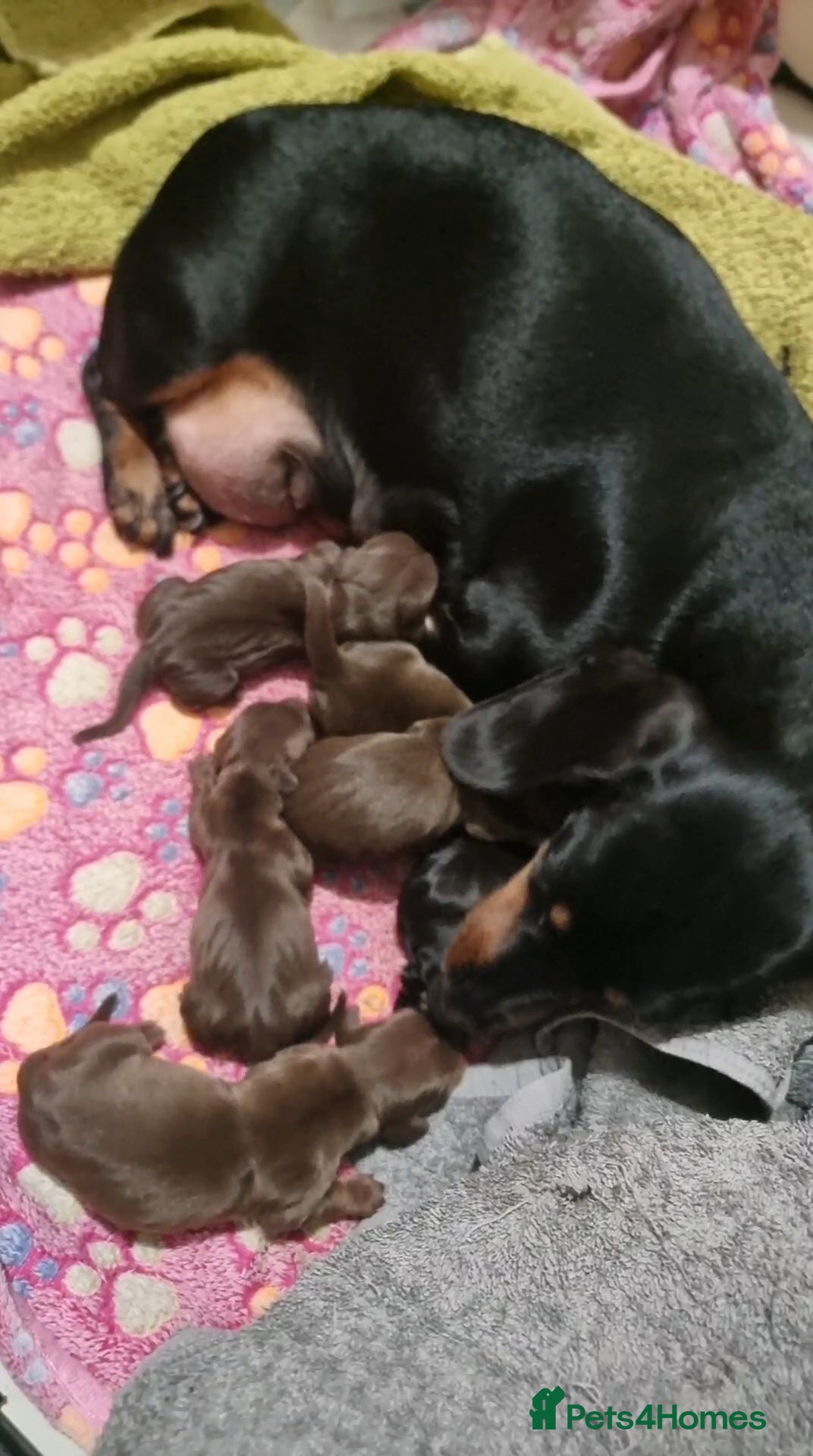Miniature Dachshund dogs **READY TO GO** Miniature dachshund puppies  - Advert 1