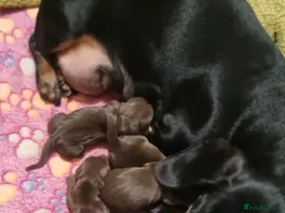 Miniature Dachshund dogs **READY TO GO** Miniature dachshund puppies - Advert 1