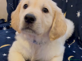Golden Retriever dogs 🔥Last KC Registered Golden Retriever Boy!🔥 - Advert 6