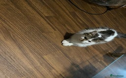 Mixed Breed cats for sale: Kittens looking for forever homes - Advert 4