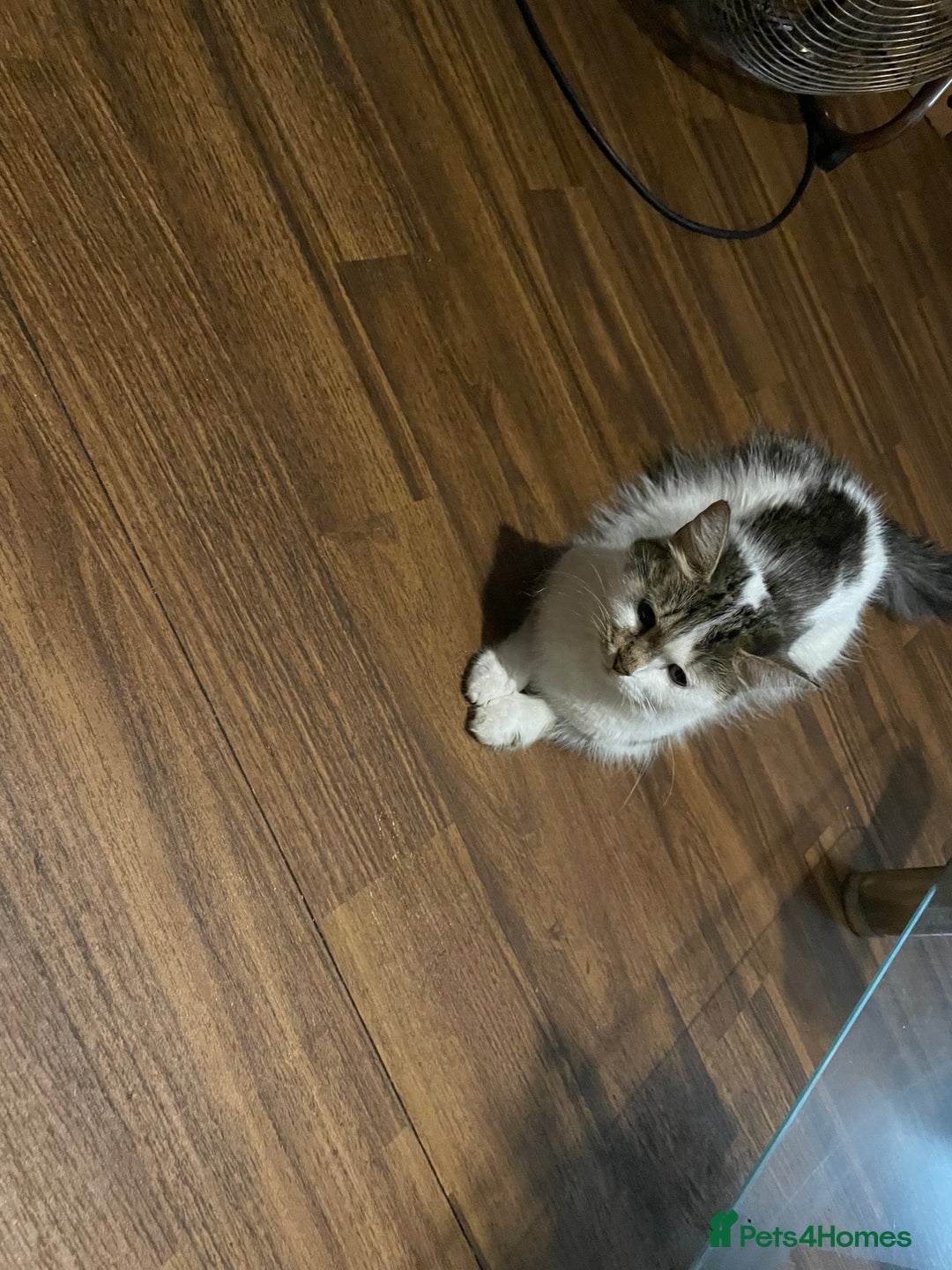 Mixed Breed cats for sale: Kittens looking for forever homes - Advert 4