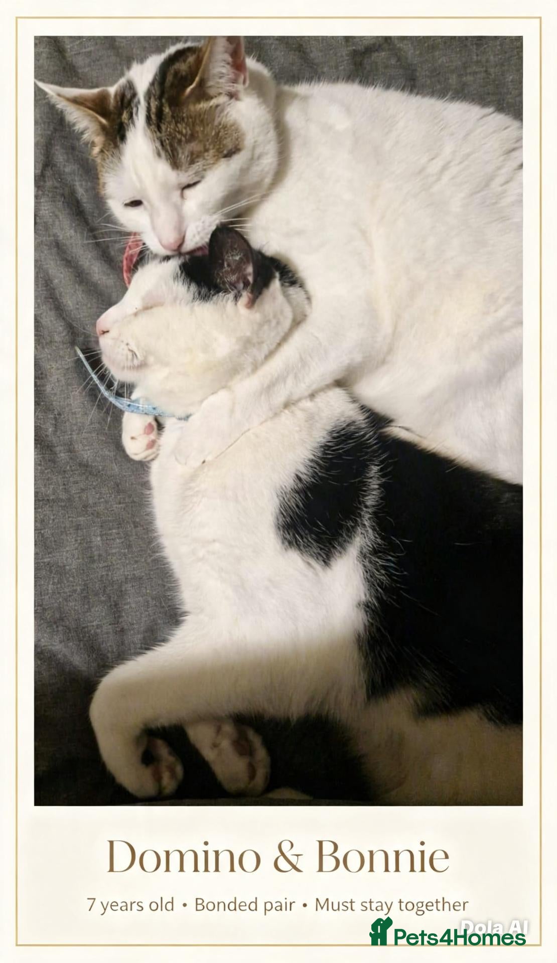 Domestic Shorthair cats Domino&Bonnie, Brother&Sister MUST stay together - Advert 2