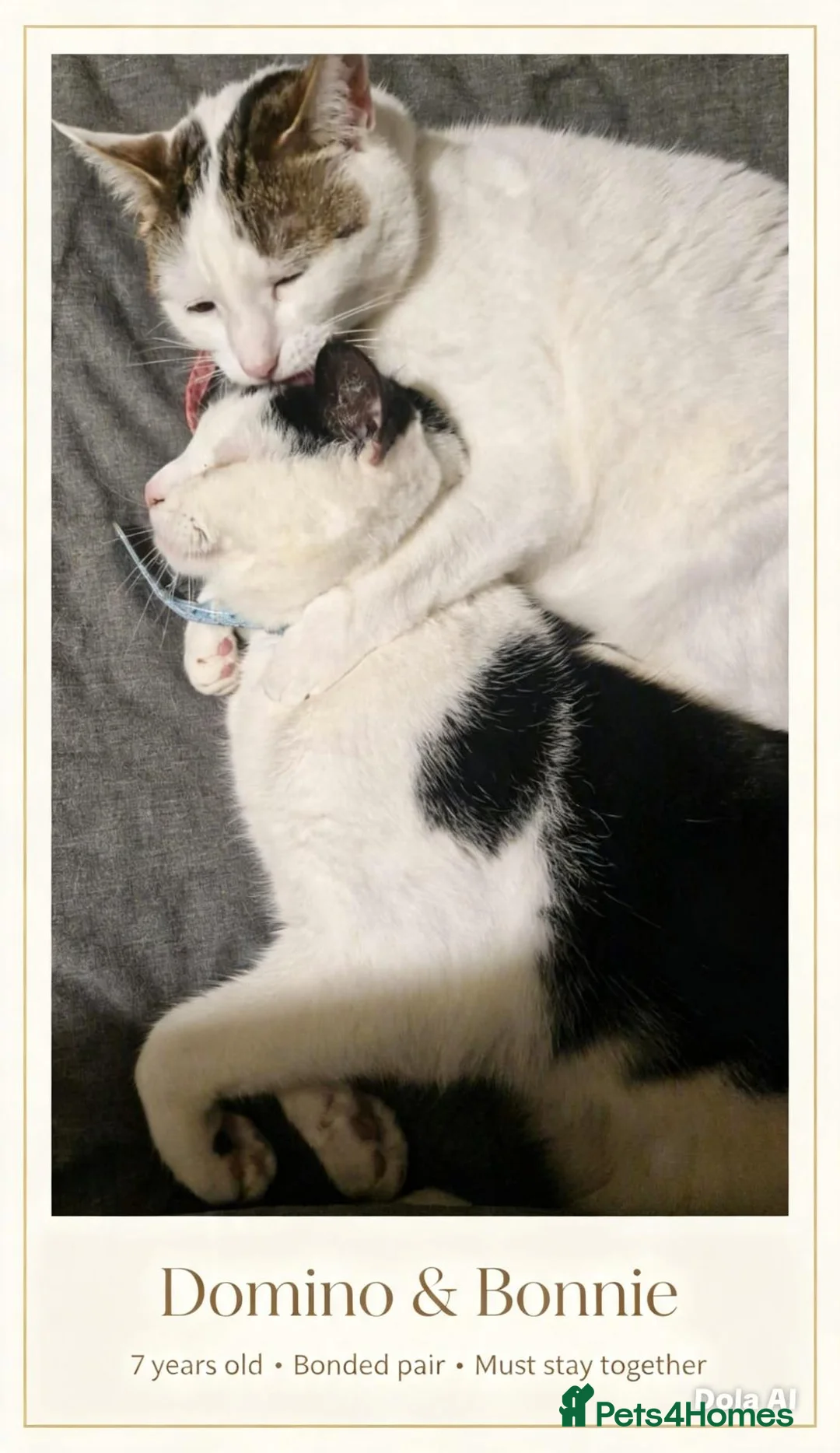 Domestic Shorthair cats for sale: Domino&Bonnie, Brother&Sister MUST stay together in Birmingham - Advert 1