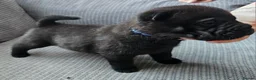 Mixed Breed dogs for sale: Chow Pei For Sale - Advert 7