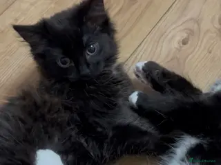 Mixed Breed cats Beautiful part ragdoll kittens - Advert 4