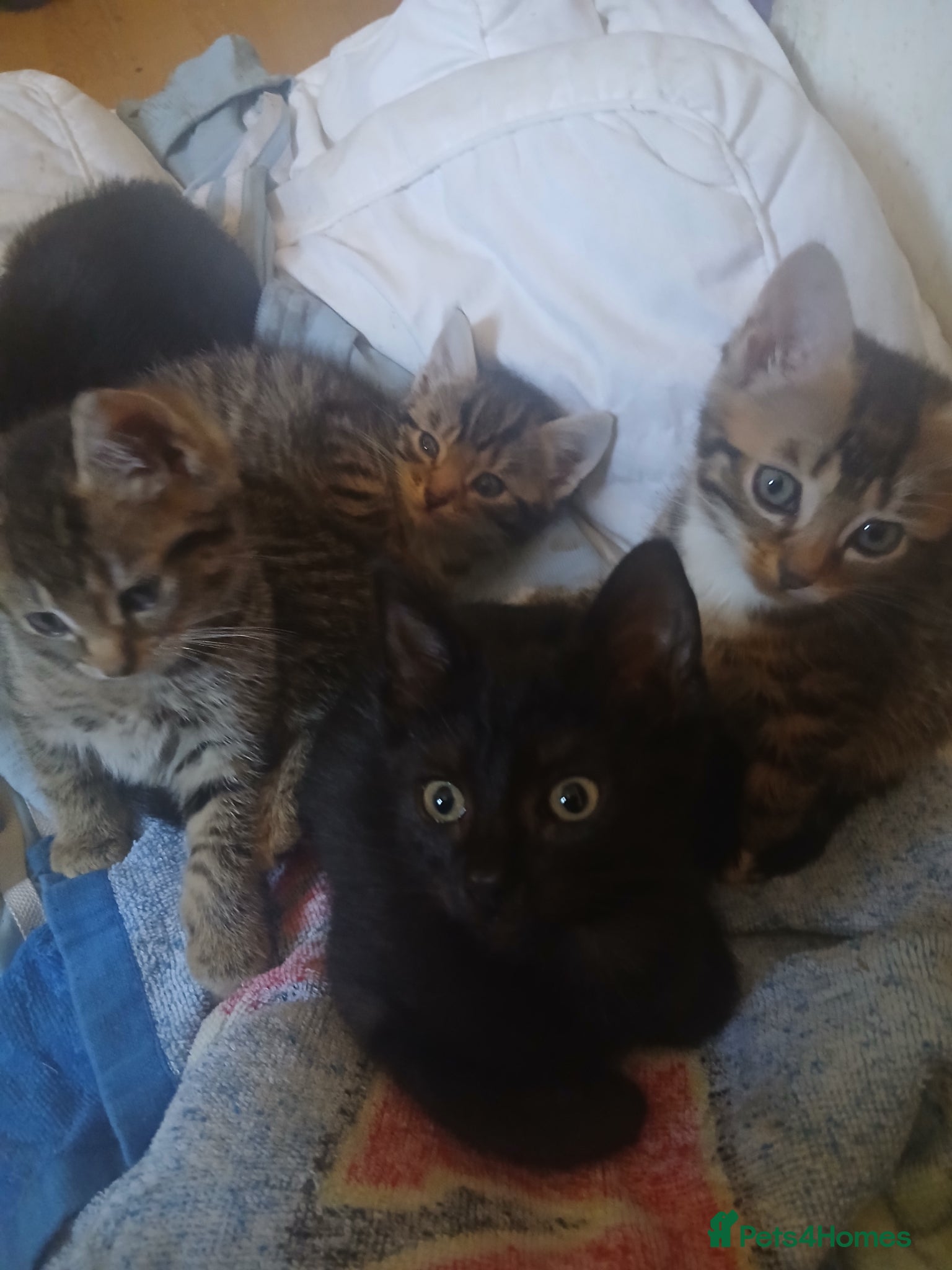 Mixed Breed cats for sale: Kittens tabby, black & white patches £100 in Stevenage - Advert 2