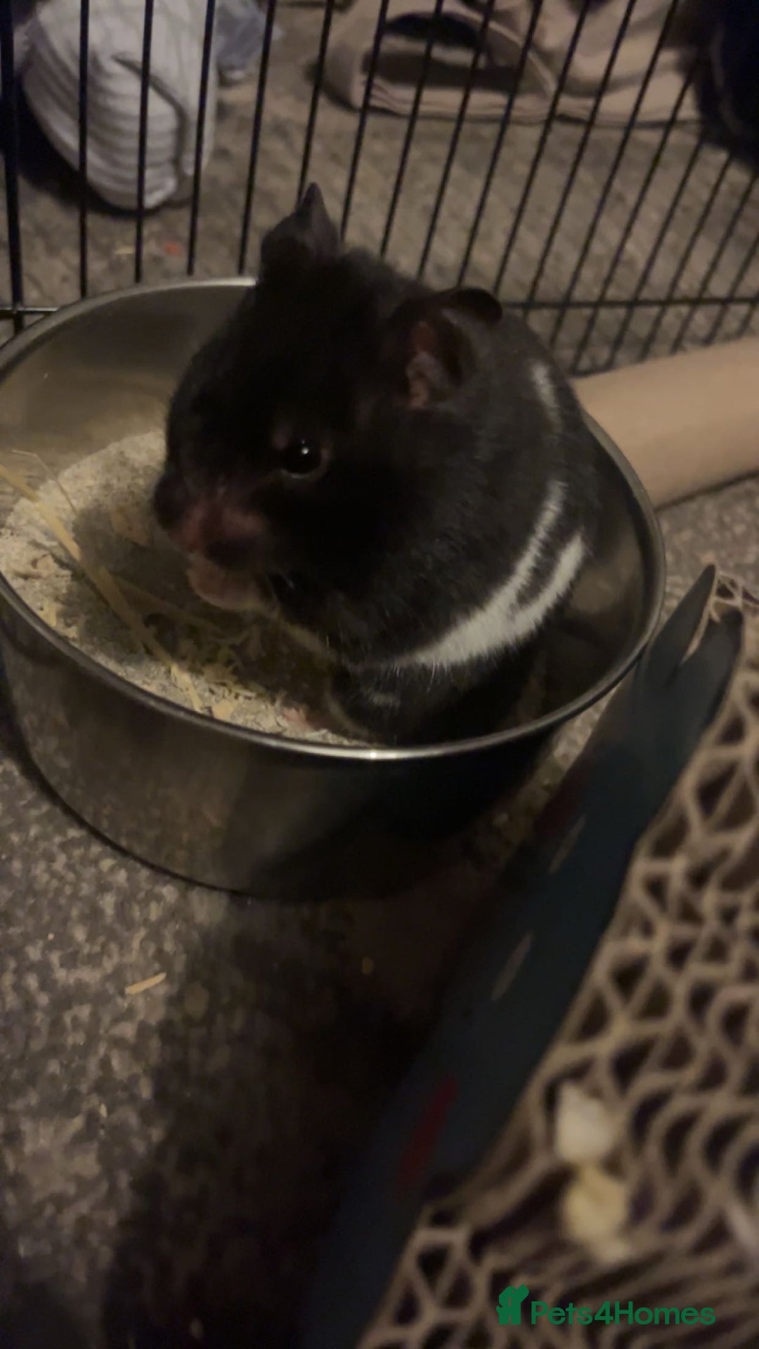 Hamster rodents for sale: FREE her name is patch and is super friendly x - Image 4