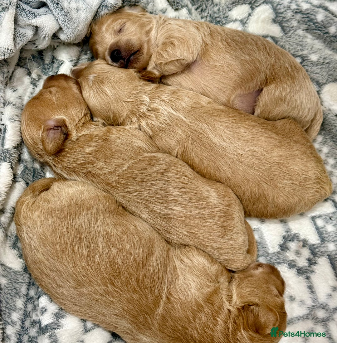 Maltipoo dogs for sale: F1 Beautiful Maltipool Puppies - Advert 35