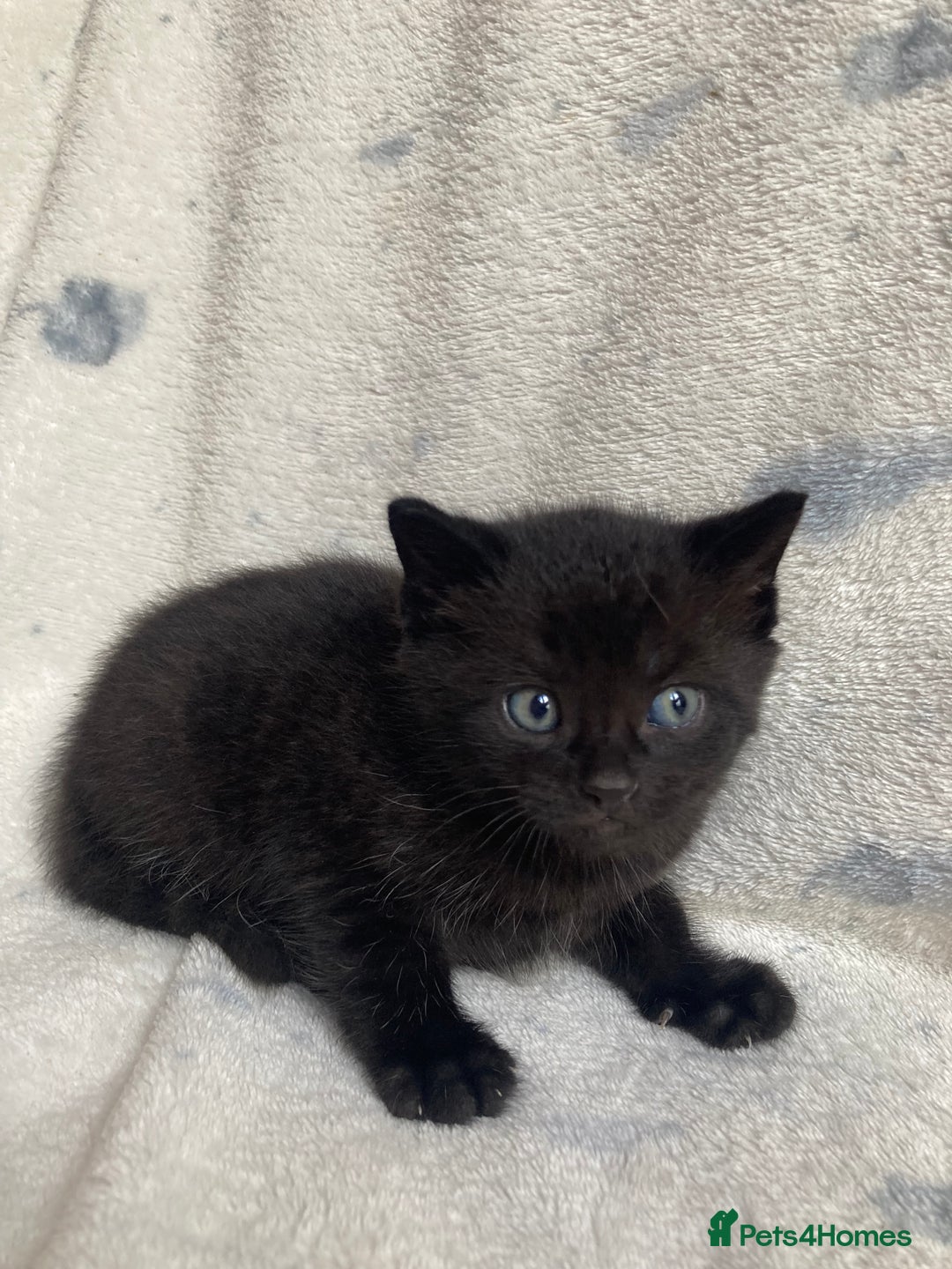 Maine Coon cats for sale: Maine coon  - Advert 18