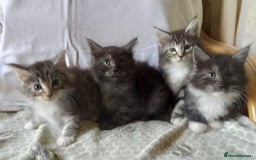 Maine Coon cats for sale: 3/4 maine coon kittens for sale - Image 1