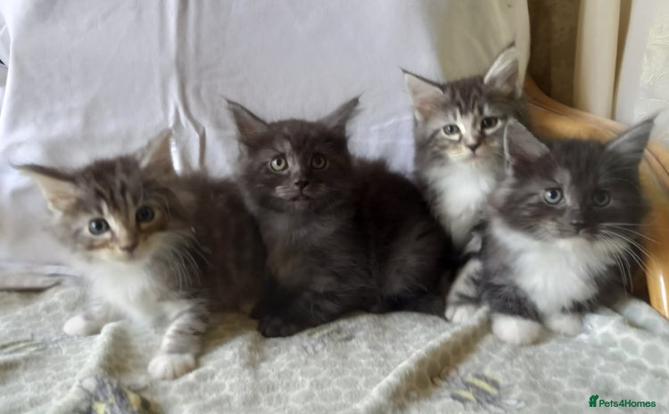 Maine Coon cats - Advert 2