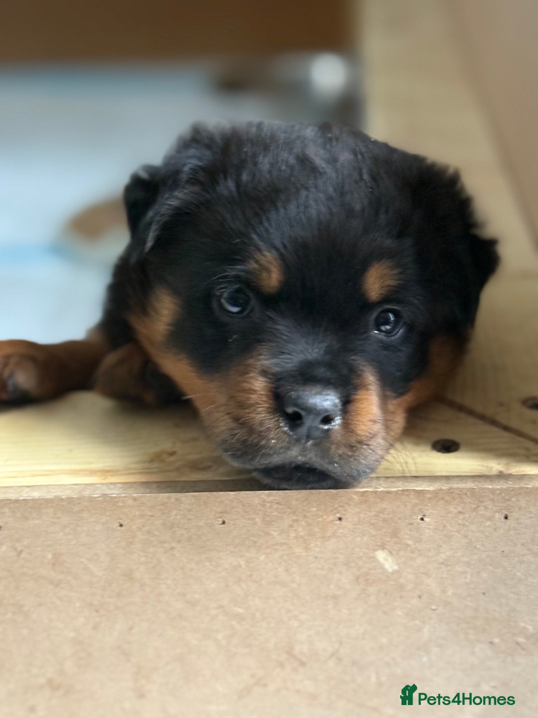 Rottweiler dogs for stud: Stunning KC registered fully health tested male   in Burnley - Advert 28