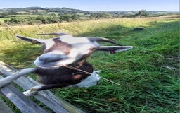 Goats livestock for sale: Male wether goat - Image 1