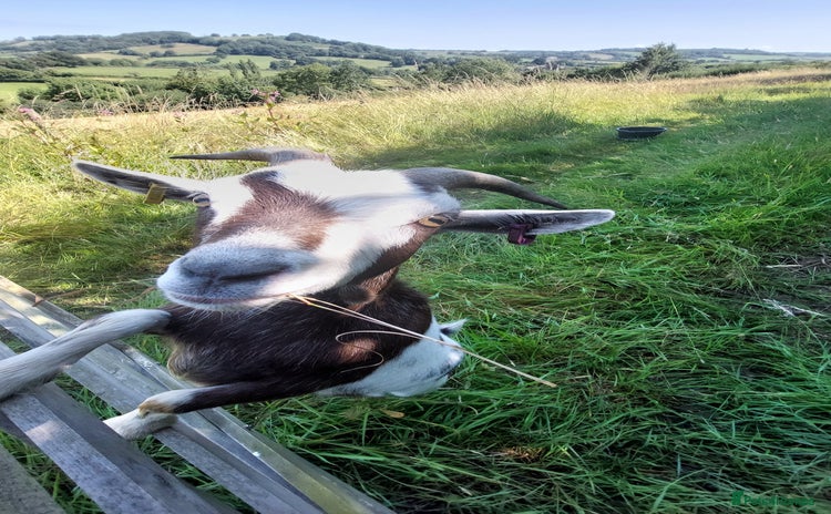 Goats livestock - Advert 3