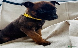Belgian Shepherd Dog dogs for sale: Skye x Nines very last litter ever! 3B &7G  - Image 28